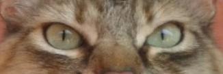 Rullomu's profile banner image