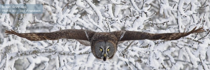 Nature Canada banner