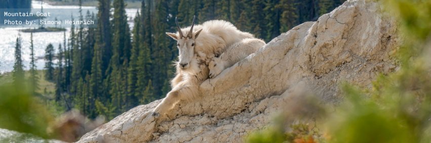 NatureCanada's profile banner image