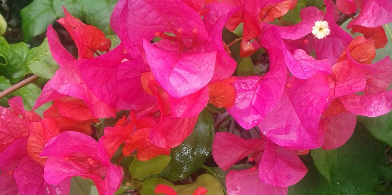 osorioany_'s profile banner image