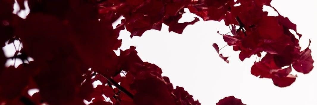 IdM95's profile banner image