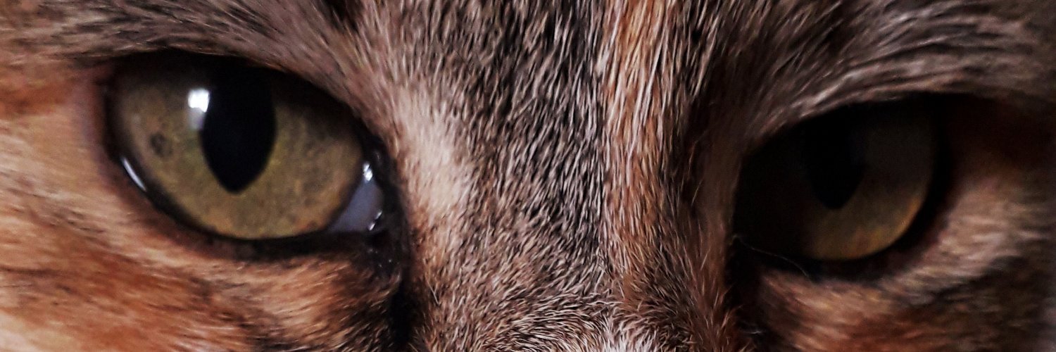 VargasAni's profile banner image