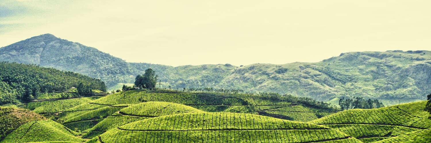 tea_haven's profile banner image