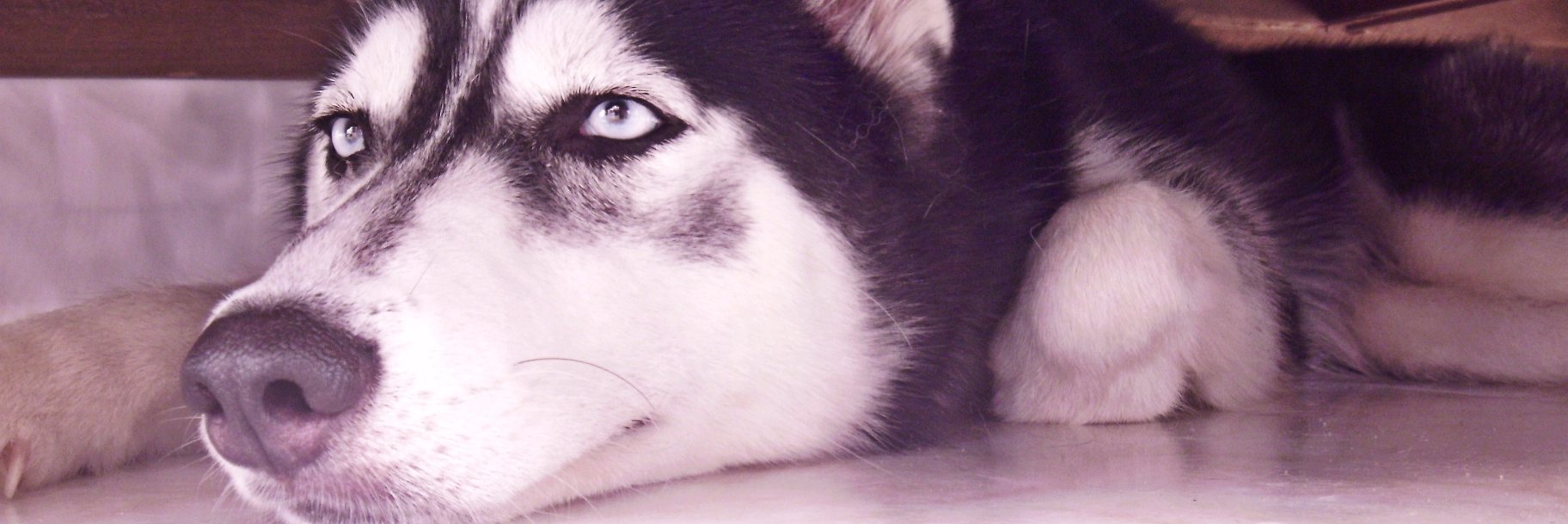 Pauleinss's profile banner image
