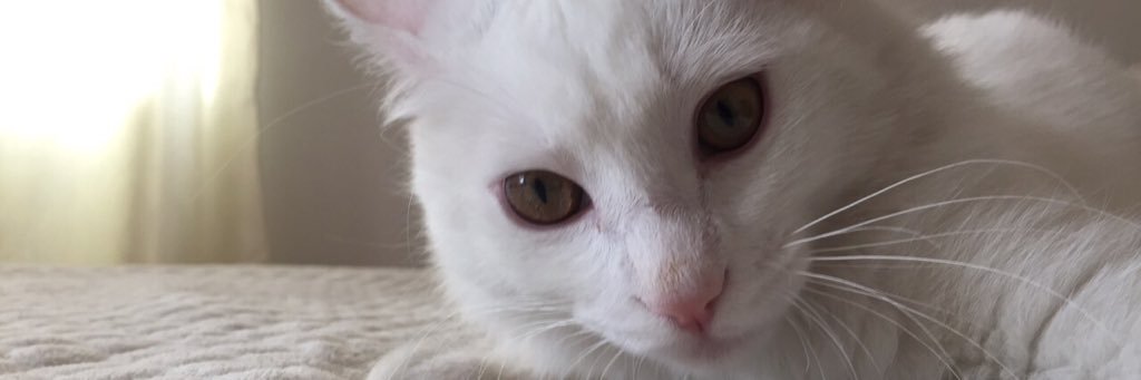 macamila0523's profile banner image
