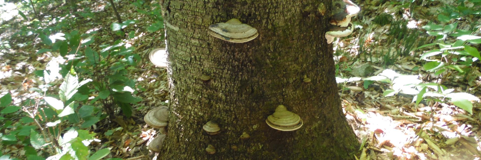 Fungi_Family's profile banner image