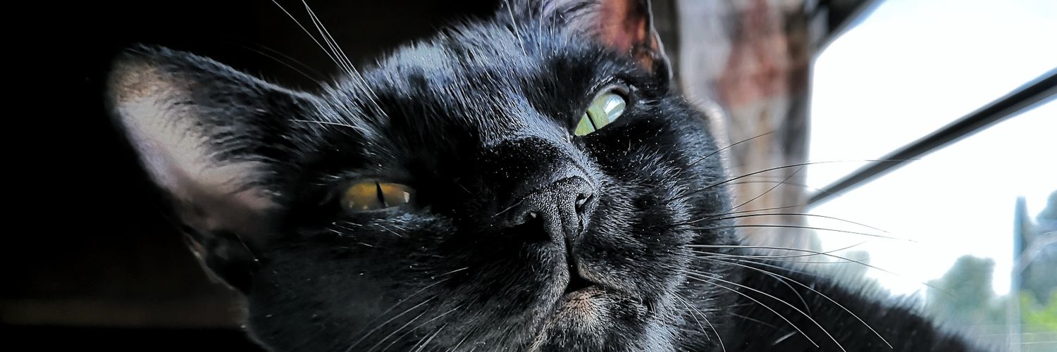 EdgarDCTaylor's profile banner image
