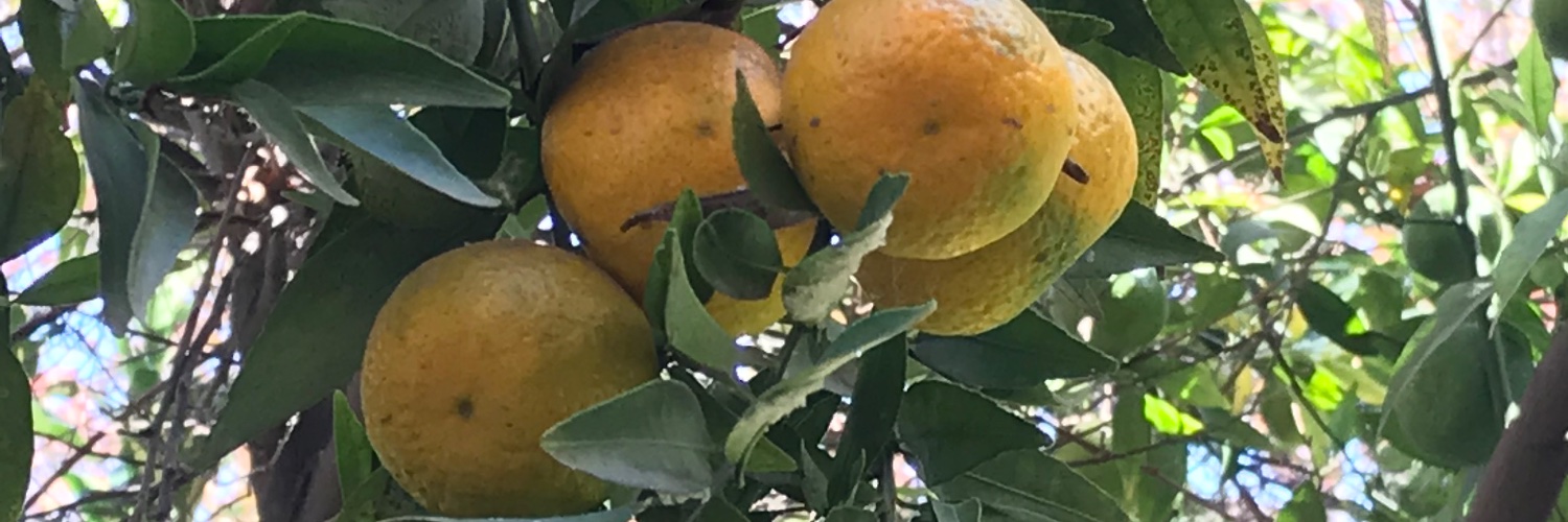 RossanaAre's profile banner image