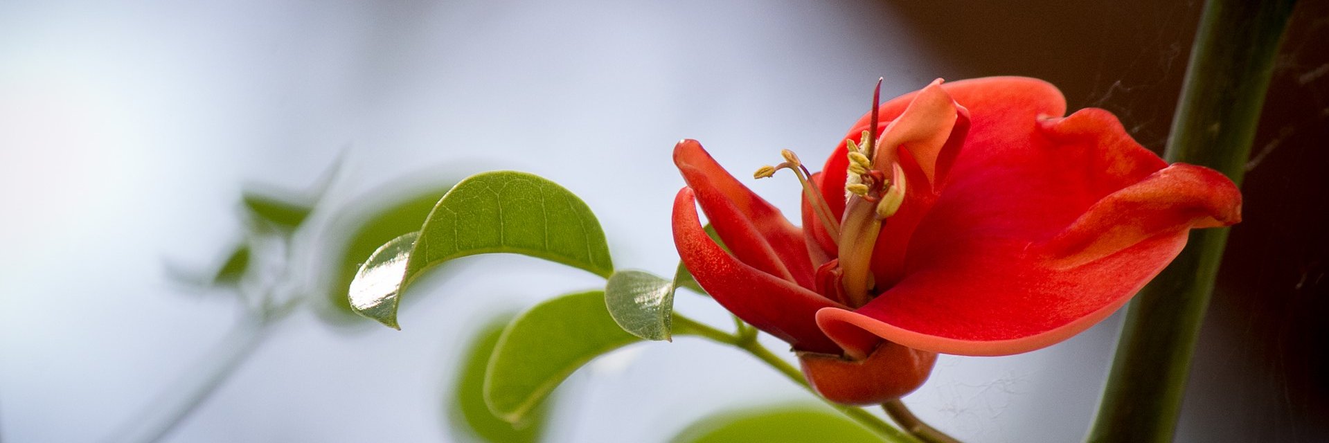 BotanicoUC's profile banner image