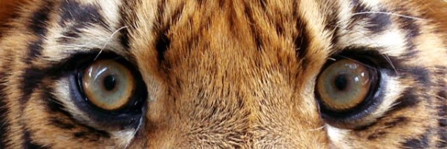 amandahornee's profile banner image
