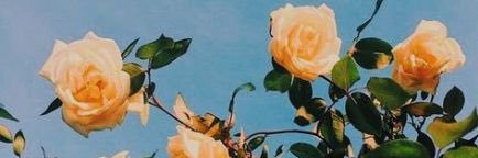 aria banner