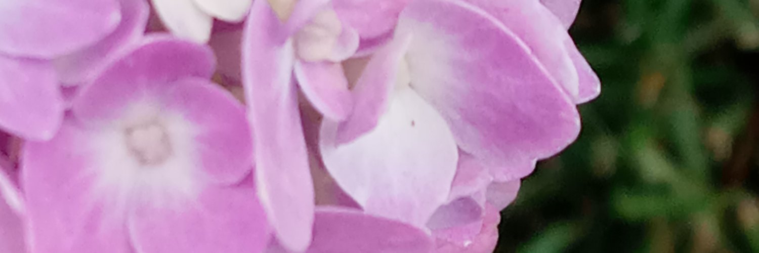 randi_suzanne's profile banner image