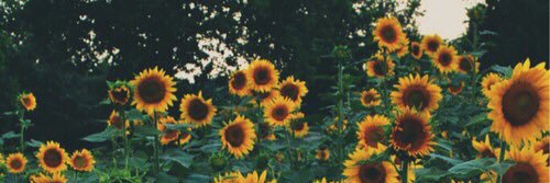 ferwisley's profile banner image