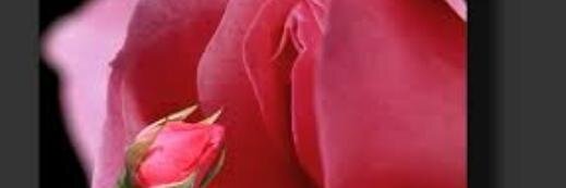 rosa_na_lua's profile banner image