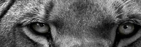 JuliusCaesarDir's profile banner image