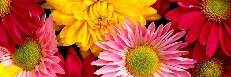 Sunflowers411's profile banner image