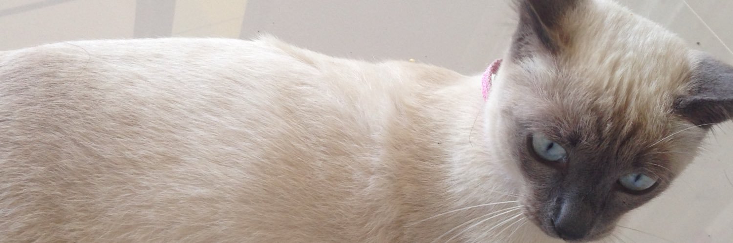 Lunar 4196🌙 banner