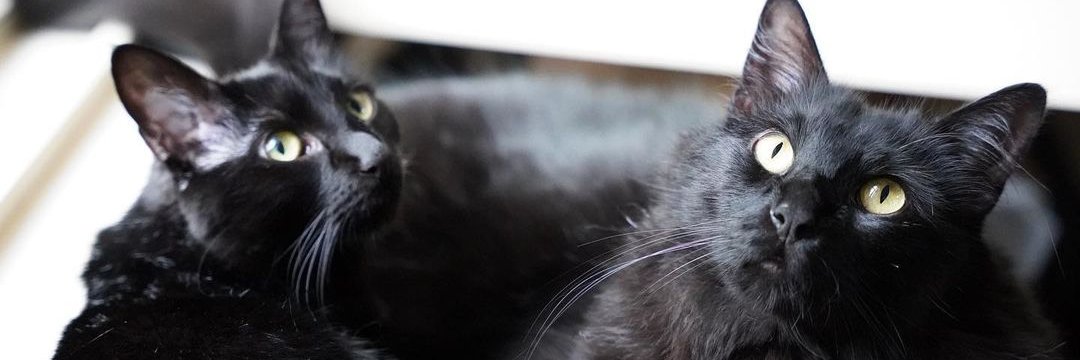 ZolderTheCat's profile banner image