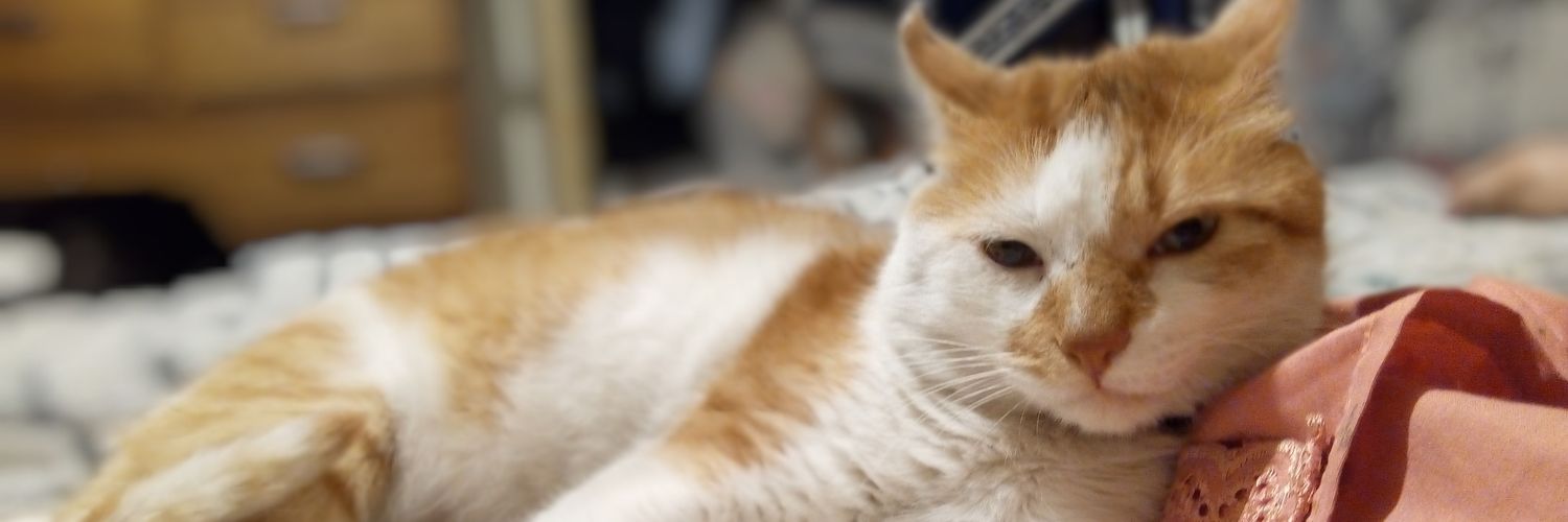 trinimr_'s profile banner image