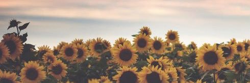 SunflwrMads's profile banner image