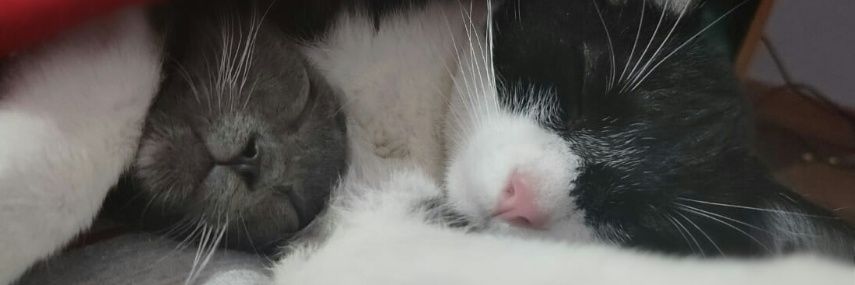 Feeles13's profile banner image