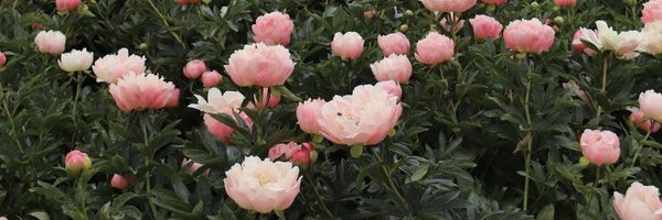 jockinjuju Profile Banner