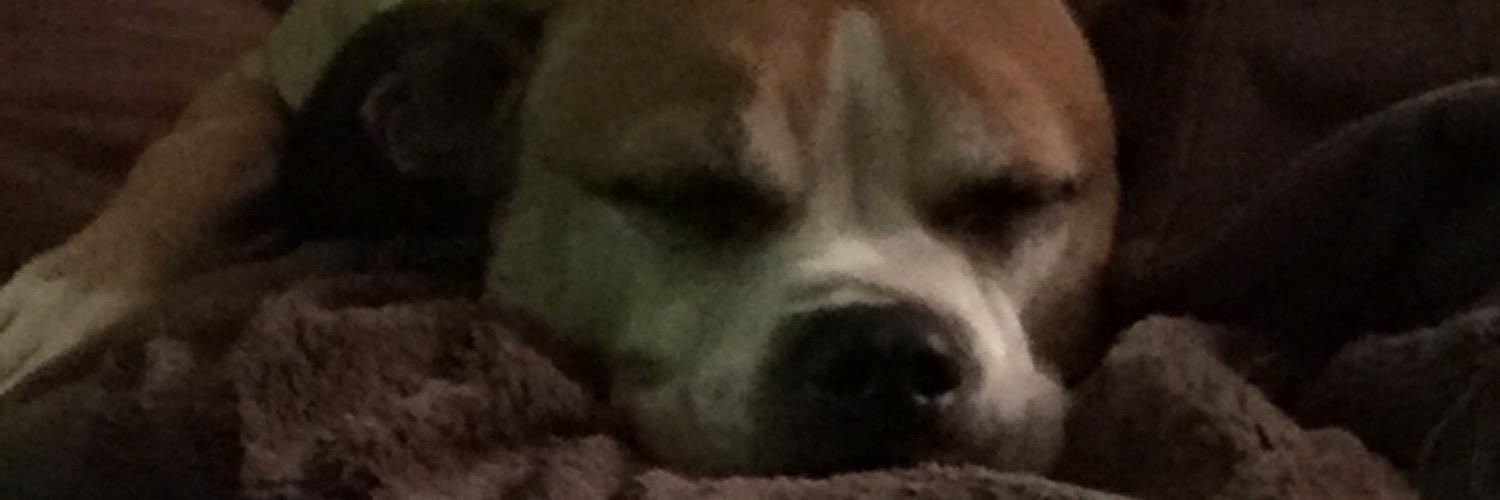 courtshaffer's profile banner image