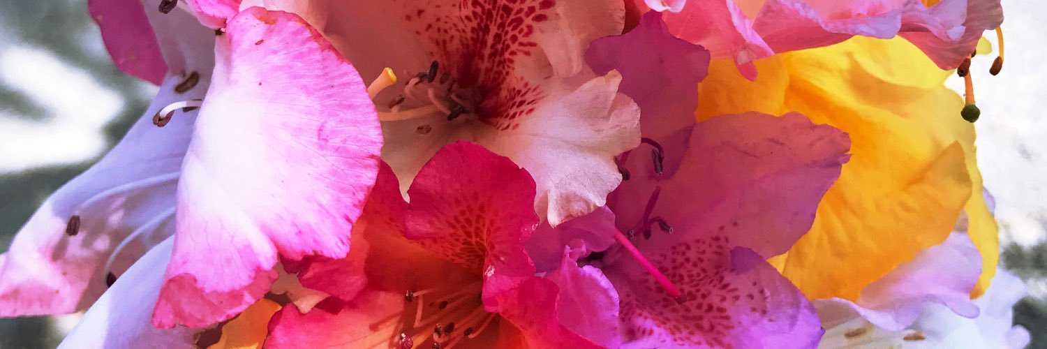 MikaelaDoherty's profile banner image