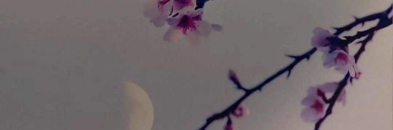 s_falkh's profile banner image