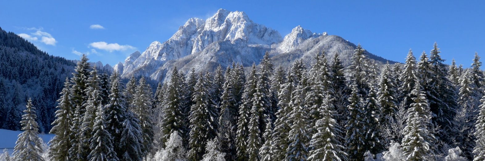 🦌Panzerfaux (LVFC 🎰) banner