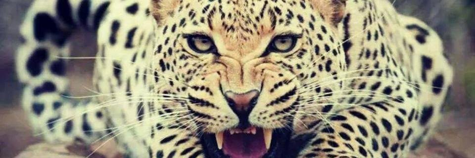 NycolCid's profile banner image