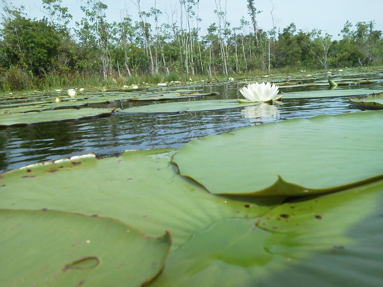 BoilerGator1's profile banner image