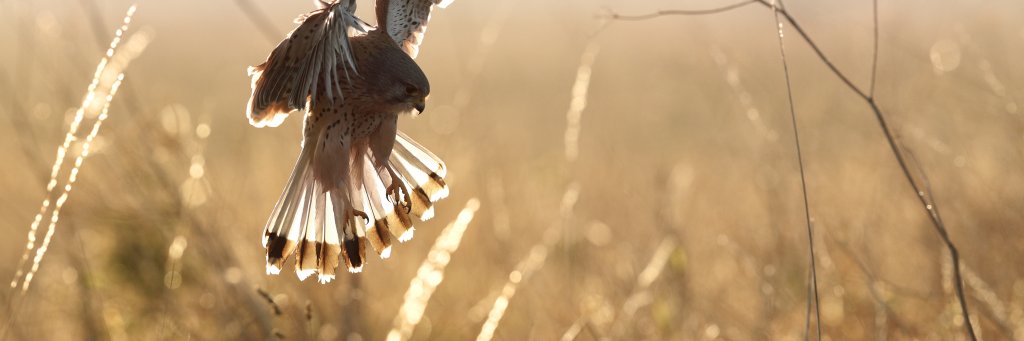 Fezzzile's profile banner image