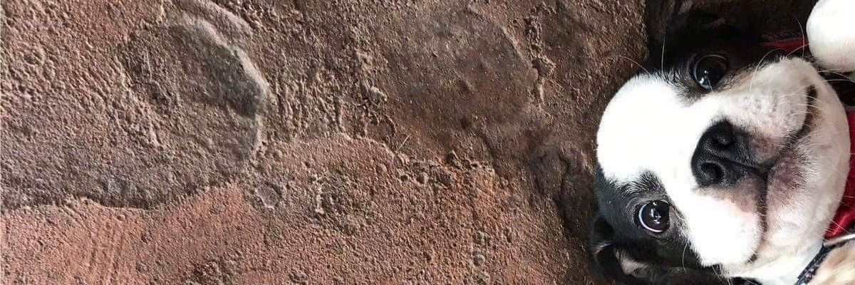 DianabMtz's profile banner image