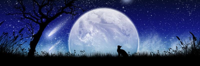 SleepLessOrca's profile banner image