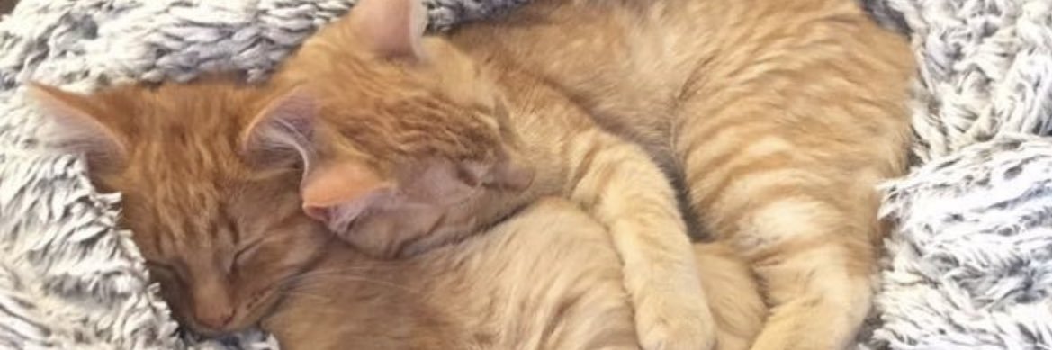 Maxkella's profile banner image
