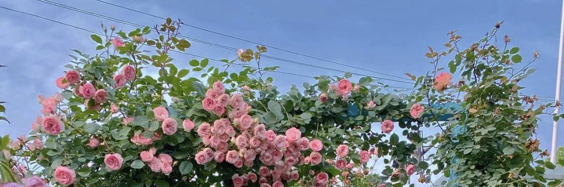 palmpamika's profile banner image