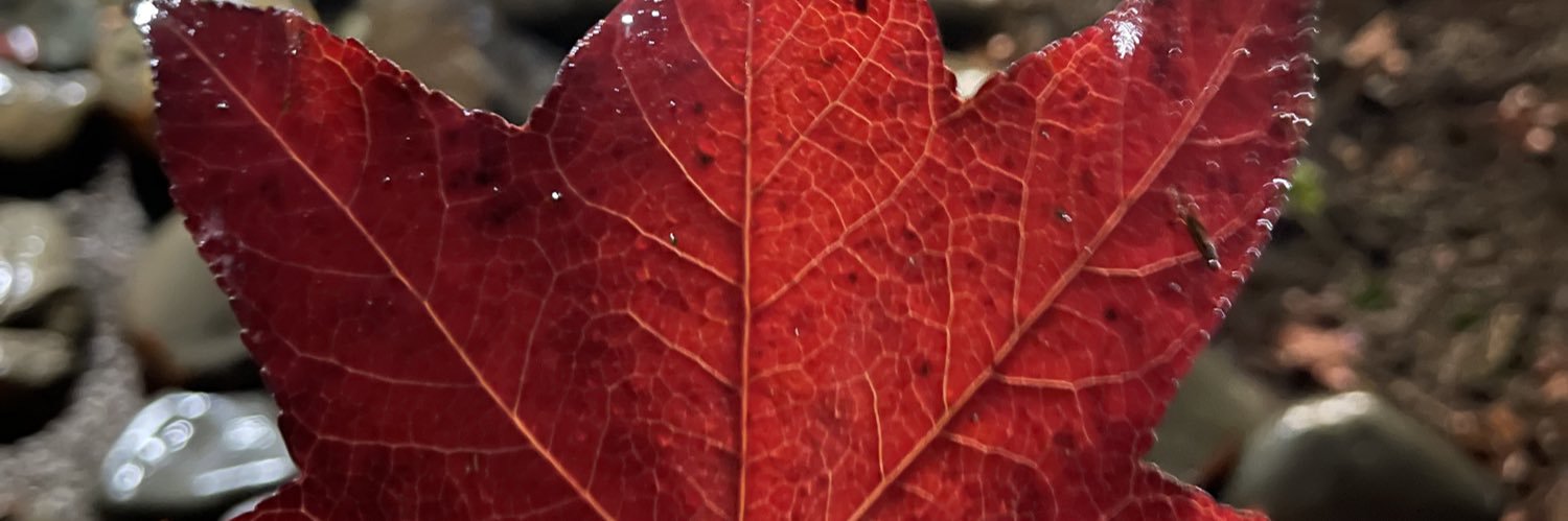 mvrkush's profile banner image