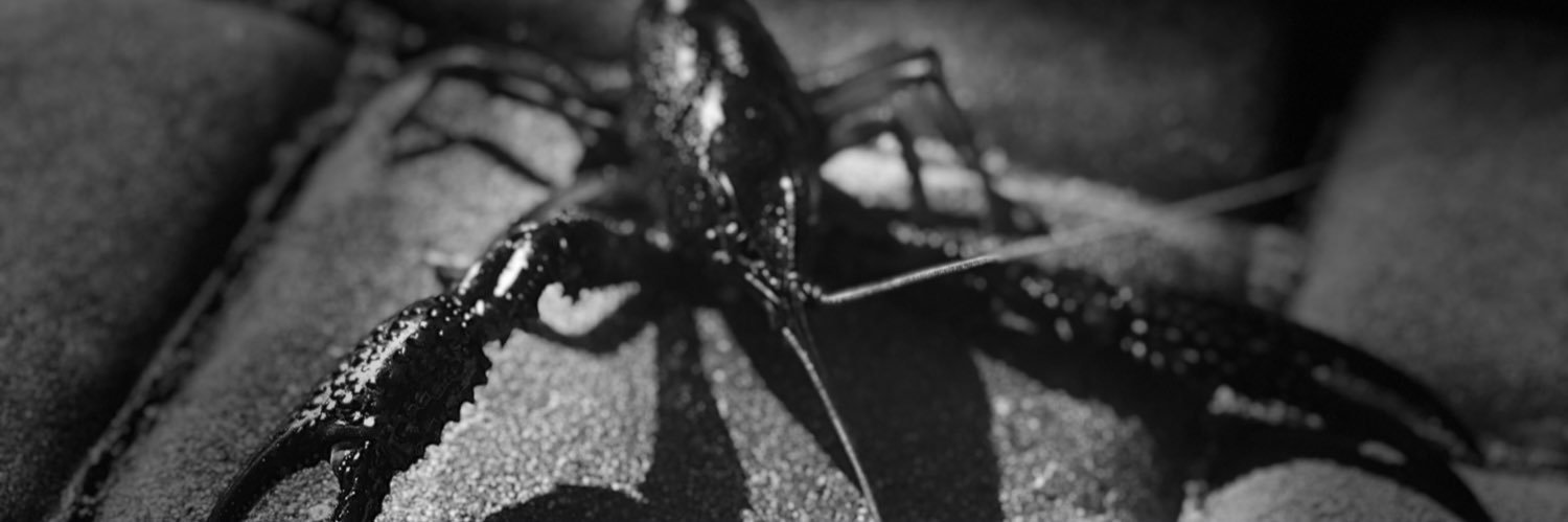 Cajun_Geo's profile banner image