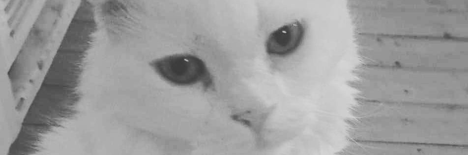 Cosy79's profile banner image