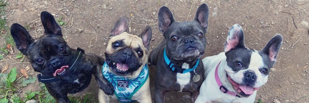 AlbertFrenchie1's profile banner image
