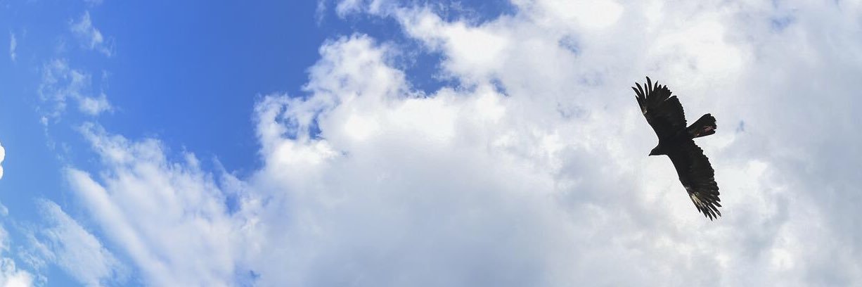 Michael Pelfrey banner