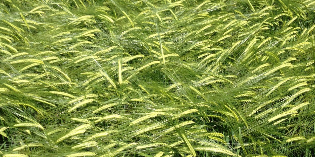 Steven Kildea banner