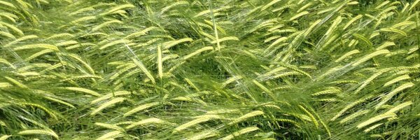 kildea1 Profile Banner