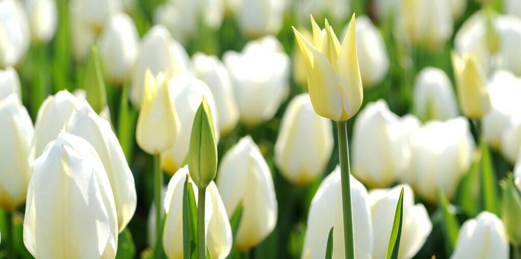 Lita Praditha banner