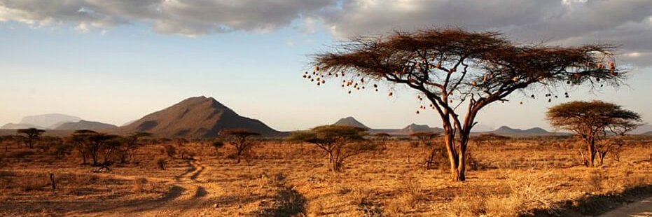 Kellysimba's profile banner image