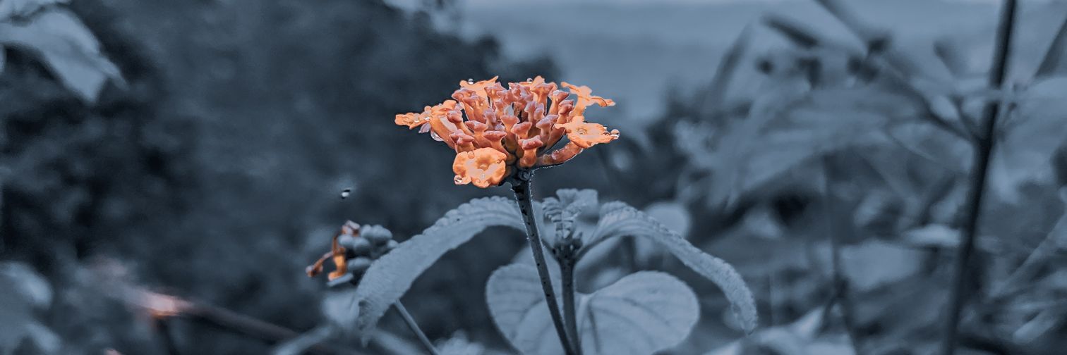 faisalsyrdn's profile banner image