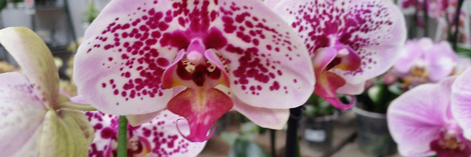 JulieFoloppe's profile banner image