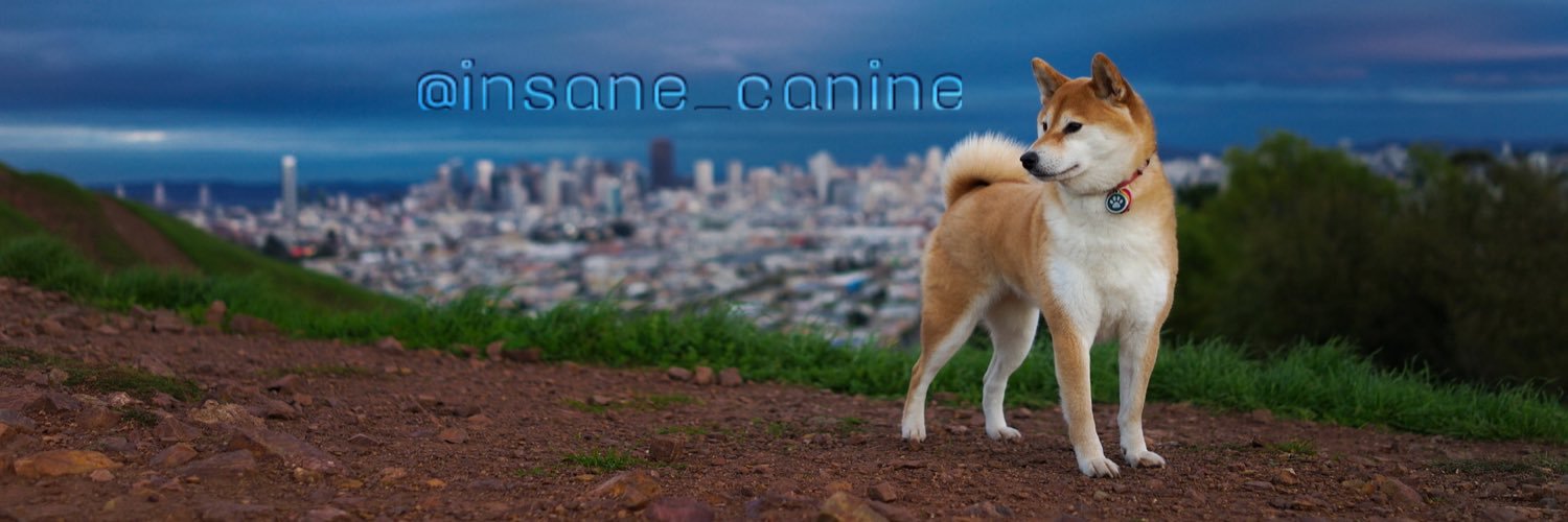 insane_canine's profile banner image