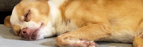 patsiear's profile banner image